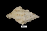 藏品(粗瘤峨螺)的圖片